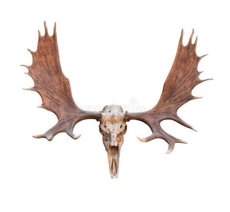 Skull Moose. Front view isolated on white background , #SPONSORED, #Front, #Moose, #Skull, #view, #background #ad Moose Skull, Antler Tattoo, Skull Reference, Antlers Decor, Bull Moose, Moose Antlers, Brown Deer, Leg Sleeve Tattoo, Skull Illustration