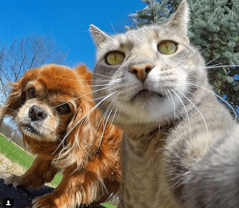 Manny, The 'Selfie Cat' Takes Impressive Photos of Himself With a GoPro Camera - I Can Has Cheezburger? Taking Cat, Cat Expressions, Cat Selfie, Pretty Dogs, Cat And Dog, Funny Cute Cats, Crazy Cat, Cute Cats And Dogs, Beautiful Cat