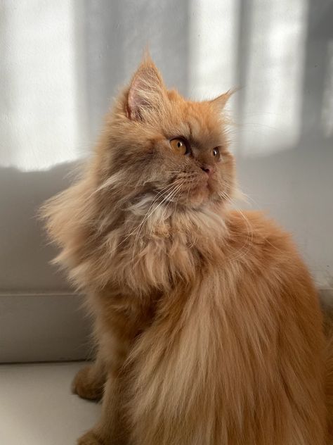 Ginger Persian Cat, Orange Persian Cat, Cat Profile, Boy Cat, Ginger Cat, Orange Cats, Pets 3, Cute Cats Photos, Sleepy Cat