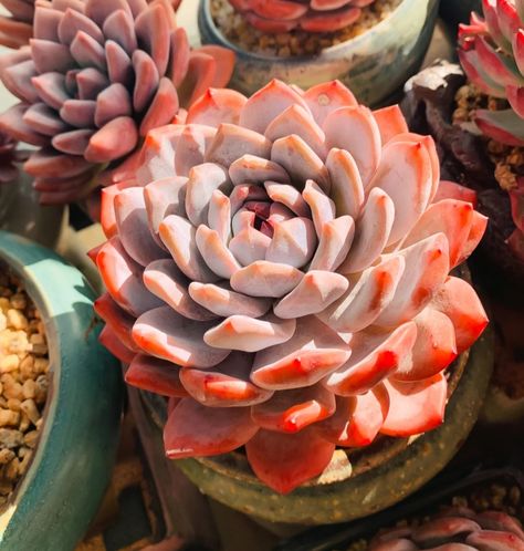 Hardy Succulents, Wholesale Succulents, Succulents For Sale, Succulent Garden Design, Rock Garden Plants, Succulent Landscaping, Plant Care Houseplant, Succulents Plants, Succulents Decor