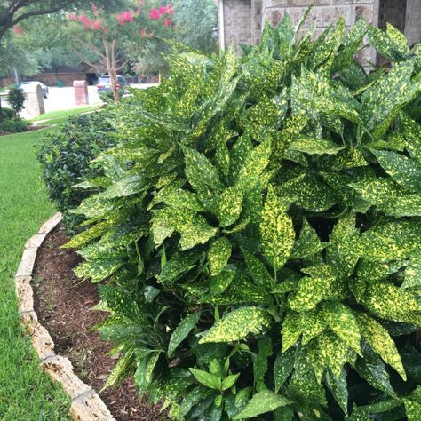 Gold Dust Plant, Laurel Plant, Aucuba Japonica, Texas Landscaping, Front Lawn Landscaping, Cast Iron Plant, Jungle Gardens, Gardening Zones, Small Shrubs