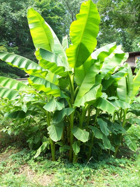 There is one Hardy Banana Tree(Musa basjoo) that will survive year after year in cold climates( down to USDA Zone 5). The catch is that it does not fruit or flower in cold climates, and even if it did, the fruits are not edible.  So why is this plant featured on Eat The Planet if … … Continue reading → Musa Banana, Musa Basjoo, Tropical Planting, How To Grow Bananas, Banana Trees, Banana Plant, Elevated Gardening, Tropical Garden Design, Tropical Backyard