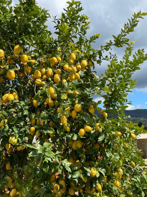 #callmebyyourname #aesthetic #lemontree Lemon Farm, Farm Wallpaper, Island Garden, Lemon Grove, Live Your Dreams, Lemon Tree, Wallpaper Decor, Bougainvillea, Book Aesthetics