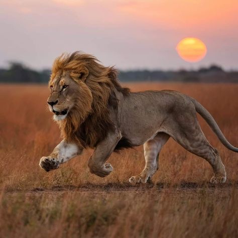 Big Cat Reference, Lion Reference Photo, Lion Running, Lion Aesthetic, Lion Reference, Cute Lions, Lion Photo, Lion Jewelry, Nature And Animals