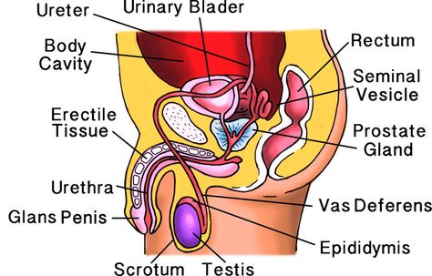 Male Reproductive System | CK-12 Foundation Biology Genetics, Male Reproductive System, Sistem Saraf, Female Reproductive System, Human Anatomy And Physiology, Army Cap, Cell Biology, Reproductive System, With Meaning