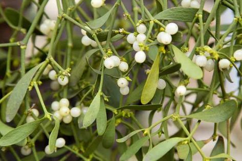 Mistletoe is an iconic festive plant, and it is full of surprises! Mistletoe Plant, Christmas Wedding Flowers, Under The Mistletoe, Hardy Plants, Christmas Icons, Indian Spices, Small Trees, Garam Masala, Botany