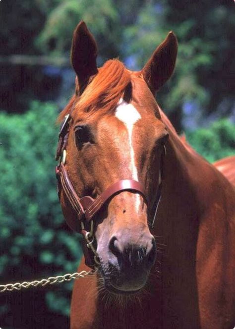 Thoroughbred racehorse Secretariat: not only talented, but good looking too. Thorobred Horses, Secretariat Horse, Famous Horses, Thoroughbred Racehorse, Thoroughbred Horse Racing, Race Horse, Most Beautiful Horses, Race Horses, Thoroughbred Horse