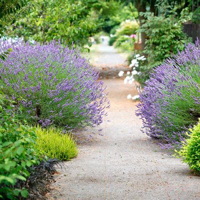 Giving a gift to their Seattle neighbors, homeowners Dan Corson and Berndt Stugger planted their hellstrip (and adjacent border) with symmetry, vibrant colors, and—best of all—sweet-smelling lavender to relax anyone who moves through the foliage and flowers. Hell Strip Landscaping, Hellstrip Garden, Angelina Sedum, Grosso Lavender, Black Mondo, Flagstone Walkway, Front Yard Plants, Drought Tolerant Garden, Garden Sprinklers