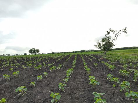 Agriculture: Subsistence Farming and Commercial Farming Chicken Rearing, Subsistence Farming, Types Of Farming, Commercial Farming, Crop Production, Livestock Farming, The Farmer, Tropical Climate, Agriculture