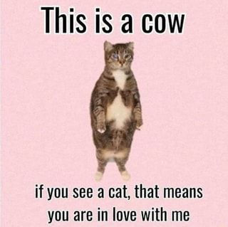 Found on iFunny Things Change, If Only, Be Different, A Cat, In Love, Cow, Wattpad, Books