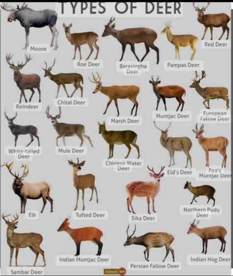 Mythical Horses, Oc Lore, Nice Animals, Biology Diagrams, Deer Family, Rare Animals, Animal Species, Creature Concept Art, Wildlife Conservation