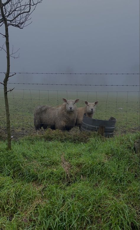 Sheep Aesthetic Dark, British Farming Aesthetic, Sheep Farmer Aesthetic, British Farmer Aesthetic, Fantasy Farm Aesthetic, Animal Farm Aesthetic Book, Dark Farm Aesthetic, Sammie Core, Landscape Photography Aesthetic