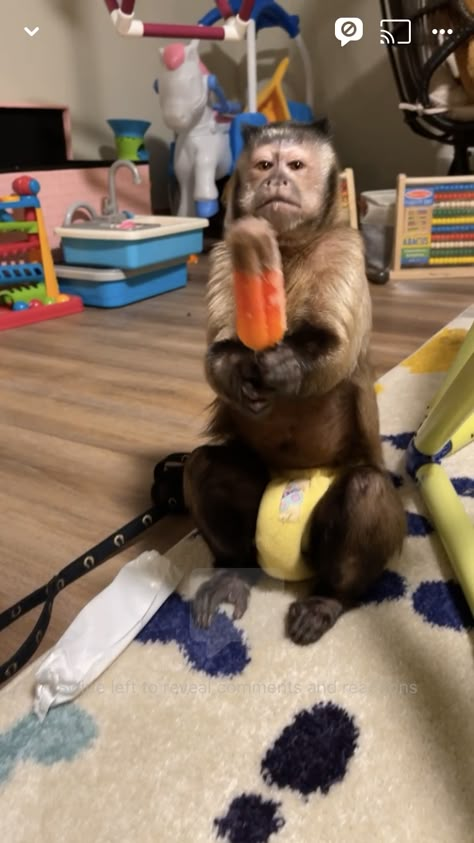 Gaitlyn Rae Monkey, Tiktok Pictures, Capuchin Monkey, Monkey And Banana, Sleepover Food, Pet Monkey, Afghan Hound, Monkeys Funny, Cute Monkey