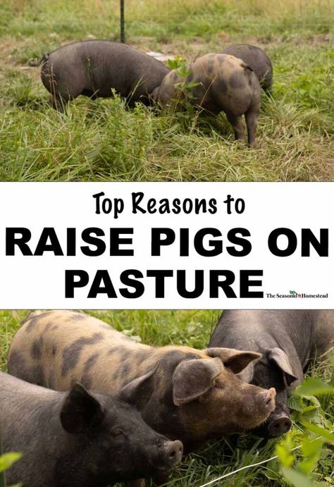 Raising Pigs on Pasture - The Seasonal Homestead Backyard Pigs, Homestead Essentials, Pasture Pigs, Seasonal Homestead, Womens Hunting, Womens Hunting Gear, Pastured Pigs, Pig Eyes, Animal Farming