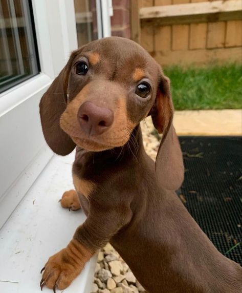 Sausage Dog Puppy, Daschund Puppies, Baby Dachshund, Cute Dogs Images, Very Cute Puppies, Really Cute Puppies, Cute Animals Puppies, Sausage Dogs, Very Cute Dogs