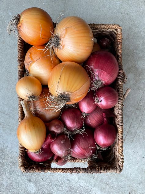 Yellow Fruits And Vegetables, Fruit And Veg, Red Onion, Raised Garden, Garden Inspiration, Garlic, Fruit