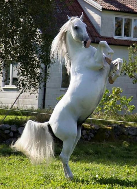 28 Maestoso Rosita    Lipizzan Lipizzaner Horse, Wild Horse Islands, Life Support Machine, Lippizaner, Gray Horses, South Tyneside, Horse Foal, Wolf Stuff, Gorgeous Horses