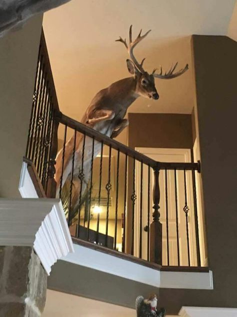 Cool mount Funny Hunting Pics, Deer Mount Decor, Deer Mount Ideas, Deer Hunting Decor, Antler Ideas, Taxidermy Decor, Animal Taxidermy, Big Deer, Antlers Decor