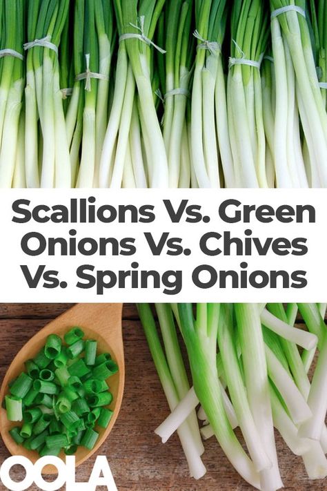 Different Types Of Onions, Scallions Vs Green Onions, Spring Onions Recipes, Recipes With Chives, Green Onion Recipes, Scallion Recipes, Spring Onion Recipes, Green Onions Recipes, Chives Recipe