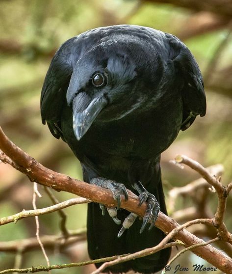 Crow Reference Photo, Crow Front View, Crow Core Aesthetic, Crow Reference, Crow Photo, Crow Head, Crow Illustration, Crow Photography, Two Crows