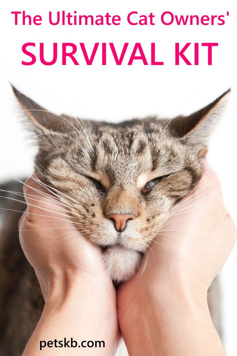 PetsKB has created the ideal kit to survive cat ownership. You can use our ideas to compile the perfect gift for any cat owners you know or just treat yourself. Cat Smell, Cat Foster, Cat Guide, Cats Health, Cat Health Problems, Cat Ownership, Cat Tips, Cat Crying, Cat Biting