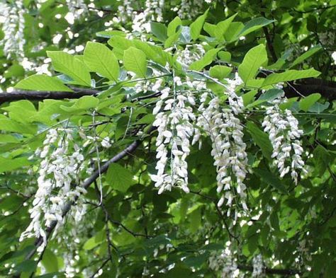 white flowers in large, drooping, terminal panicles (10-15" long) will virtually cover a mature tree in late spring (profuse bloom in alternate years). Bloom is similar in appearance to that of black locust (Robinia). Flowers give way to flat, brown seed pods (2.5-4" long) which mature in September-October. Wood of this tree contains a yellow dye which distinctively colors the heartwood and gives rise to the common name of yellowwood. A Missouri native tree that is only found in several sout... Yellowwood Tree, Kentucky Coffee Tree, Cat Kingdom, Fringe Tree, White Oak Tree, Street Trees, Missouri Botanical Garden, Specimen Trees, Fast Growing Trees