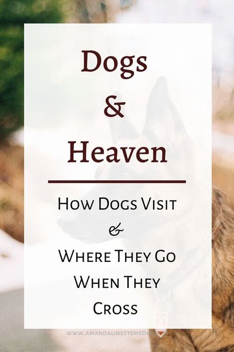 Losing Your Dog Best Friend, Griefing Your Dog, Pet Memorial Garden Ideas, Pet Grievance, Dog Memorial Garden, Dog Memorial Ideas, Dogs In Heaven, Dog Heaven Quotes, A Positive Thought