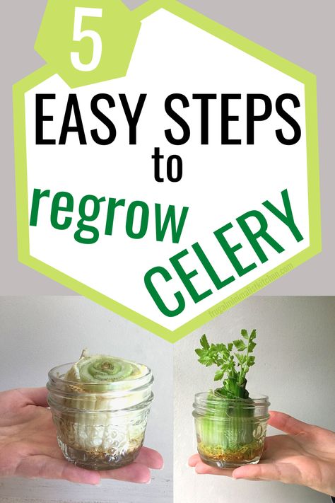 Easily regrow green onions indoors, right in your windowsill! You can regrow green onions in water or in soil. Use these simple steps to get more for your money and spend less on groceries! Buy them once, and have fresh green onions for weeks or months to come!  #regrowcelery #indoorgardening #savemoneyongroceries #frugalminimalistkitchen How To Regrow Celery, Regrow Lettuce, Regrow Celery, Growing Lettuce Indoors, Regrow Green Onions, Growing Celery, Butter Lettuce, Growing Lettuce, Vegetable Garden For Beginners