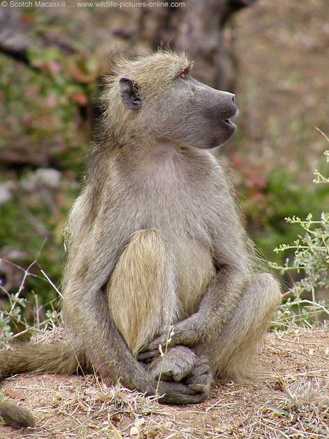 Monkey Side View, Mandrill, Wildlife Pictures, Cute Monkey, Kruger National Park, Baboon, Side View, Dog Gifs, Primates