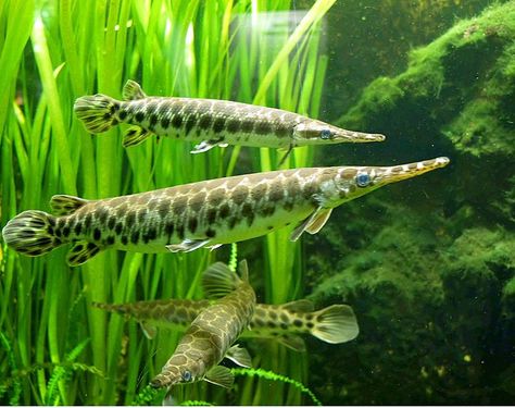 The spotted gar (Lepisosteus oculatus) is a primitive freshwater fish of the family Lepisosteidae, native to North America from the Lake Erie and southern Lake Michigan drainages south through the Mississippi River basin to Gulf Slope drainages, from lower Apalachicola River in Florida to Nueces River in Texas, USA. The fish is a voracious predator feeding on various kinds of fishes and crustaceans. They are notable for being one of the few extant fish species with ganoid scales. Gar Fish, Pike Fish Recipes, Ikan Air Tawar, Monster Fishing, Cool Fish, Pet Fish, Exotic Fish, Aquatic Animals, Beautiful Fish