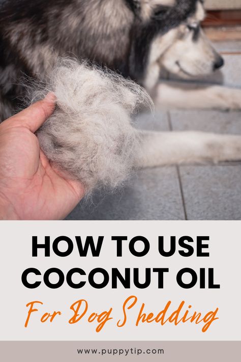 Looking for a natural way to reduce your dog's shedding? Here are the benefits of using coconut oil for dog shedding, as well as how to use it. Coconut Oil On Dogs Skin, Diy Dog Shampoo For Shedding, Benefits Of Coconut Oil For Dogs, Dog Dander Remedy, Coconut Oil For Dogs How To Use, Diy Dry Shampoo For Dogs, Dog Conditioner Diy, Dog Dandruff Remedy, Shedding Dog Tips