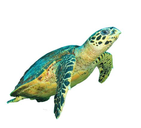 Sea turtle isolated. Hawksbill Sea Turtle isolated on white background , #AFF, #isolated, #turtle, #Sea, #Hawksbill, #background #ad Sea Animals White Background, Turtle White Background, Hawksbill Sea Turtle, White Backround, Loggerhead Sea Turtle, Turtle Sea, White Stock, Sea Animals, Sea Turtle