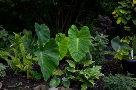 How to Grow HUGE Elephant Ear Plants - The Thrifted Planter Elephant Ear Plants, Raised Beds Garden, Elephant Ear Bulbs, Flowers In A Pot, Raised Bed Gardens, Elephant Ear Plant, Elephant Ears, Garden Edging, Art And Science