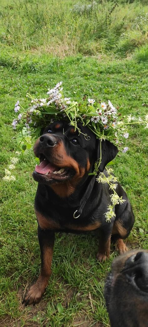 Lab Rottweiler Mix Dogs, Cute Rottweiler Aesthetic, Rotwiller Puppies, Rotwiller Dogs Aesthetic, Rottweiler Scary, Cute Mood Pics, Rottweiler Wallpaper, Rottweiler Aesthetic, Dog And People