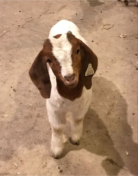 Cute Goat Pictures, Fluffy Goat, Goat Aesthetic Cute, Newbian Goats, Boer Goats Pictures, Pet Goats, Goat Pics, Farm Goats, Goat Breeds