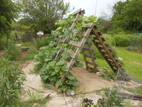 Pallet Garden Trellis, Winter Squash Trellis, Pallet Trellis For Garden, Vertical Squash Garden, Allotment Structures, Diy Squash Trellis, Squash Trellis Ideas, Pumpkin Trellis Ideas, Cucumber Garden Trellis