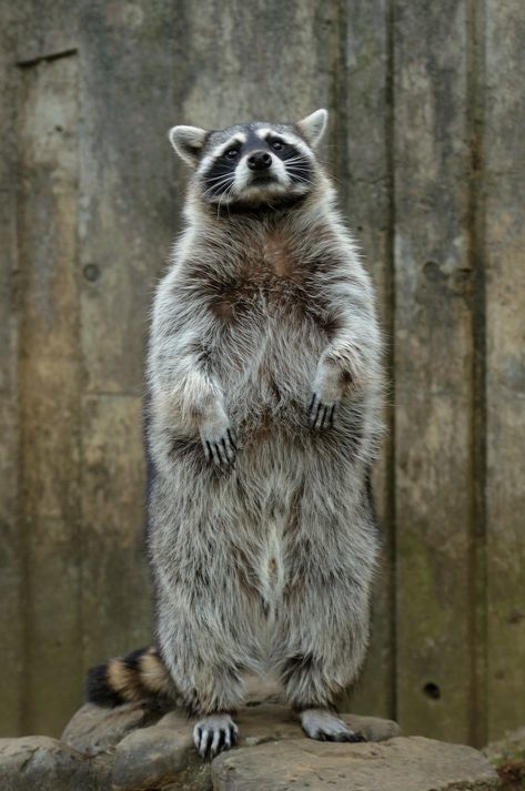 Attention! | Common Raccoon | No. Ge. | Flickr Raccoon Standing Up, Raccoon Anatomy, Raccoon Standing, Raccoon Pfp, Ringtail Cat, Raccoon Wallpaper, Raccoon Pictures, Raccoon Tail Hair, Raccoon Painting