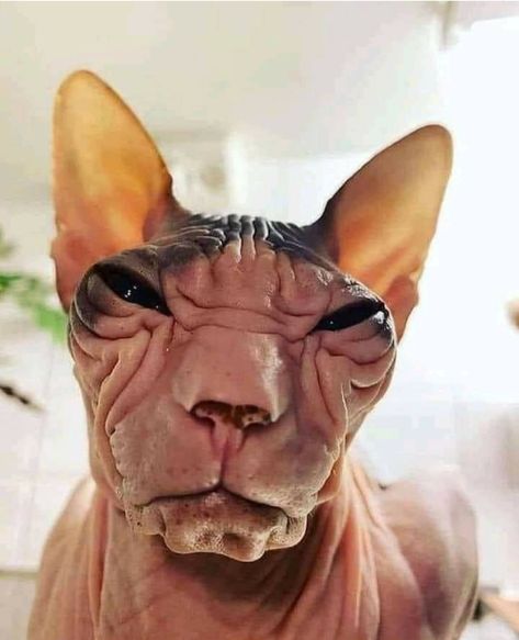 Cute Hairless Cat, Funny Looking Cats, Ugly Cat, Sphinx Cat, Rare Cats, Silly Cats Pictures, Hairless Cat, Sphynx Cat, Silly Animals