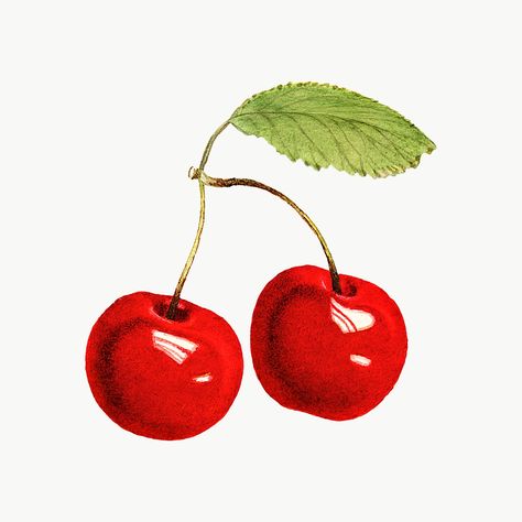 Cherries Illustration, Cherry Illustration, Printed Tshirts, Watercolor Collection, Kpop Journal, Free Illustration Images, Watercolor Fruit, Botanical Illustration Vintage, Vintage Apple