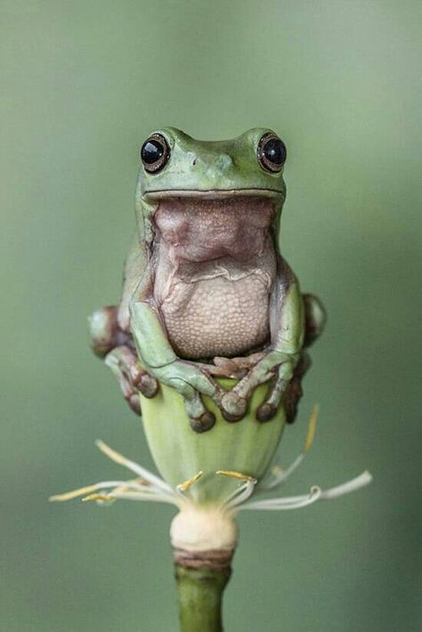 Froggy! Frog Sitting, Funny Frogs, Green Frog, A Frog, Frog And Toad, Tree Frogs, Appaloosa, Reptiles And Amphibians, Cute Frogs