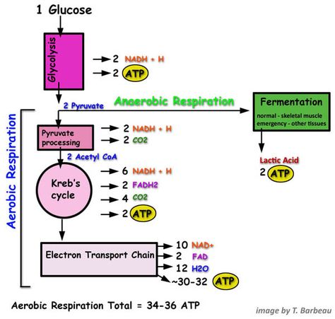 Aerobic Respiration Notes, Aerobic Respiration, Anaerobic Respiration, Biochemistry Notes, Plant Biology, Cellular Respiration, Nursing School Motivation, Teaching Secondary, Biology Classroom