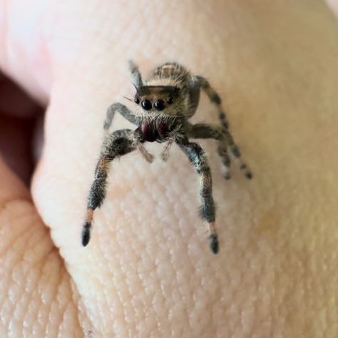 I love how huge slings’ eyes look until they grow into them 🥹 like puppies with big ears & paws to grow into, omg 😭 #jumpingspidersofinstagram #regaljumpingspider #otiosusjumpingspider #spood #jumpingspidersoftheworld #webpuppy #petspider #spiderlover #macrospider #pregius #salticidae #exoticpet #realbugslife #jumpingspidersofig #webpuppies #tinyfriends #spooders #spiderpaws #jumpingspiderbreeder #spidermacro #petjumpingspider #spiderenclosure #arachnid #jumpingspidersarecute #phidippus #t... Jumping Spiders, Pet Spider, Big Ears, Jumping Spider, Arachnids, Exotic Pets, Spiders, Bugs, To Grow