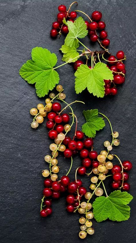 Red currant,HD Currant Plant, Botanical Photos, Fodder School, Flower Mandalas, Red Currants, Zine Design, Red Currant, Family Tree, I Tattoo