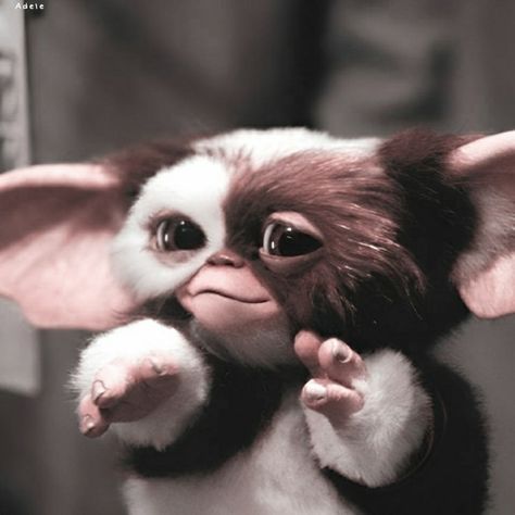 Grimlens Movie, Gizmo The Gremlin, Horror Pfp Icon, Gizmo Aesthetic, Gremlins Aesthetic, Gizmo Wallpaper, Movie Profile Picture, Gremlin Aesthetic, Cute Gremlin