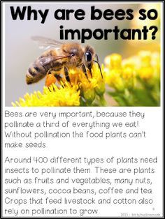 Bee Facts For Kids, Bees Project, Bugs Preschool, Bee Activities, Bee Friendly Garden, Biology Science, Science Reading, Insects Theme, Bee Garden