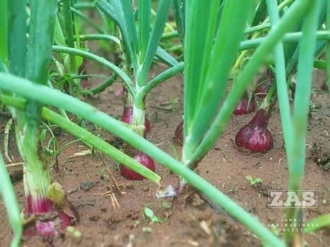 Onions are a cold-season fall or spring crop, easy to grow because of their hardiness. Whether you start your onions from seed, sets, or seedlings, there are some tricks of the trade that make the difference between a great crop and a disappointing one. We’ll show you how to grow onions so perfect they could make you weep! Onions From Seed, Grow Onions, Spring Crops, Cold Season, 100 Days, How To Grow, Onions, Farmer, To Grow