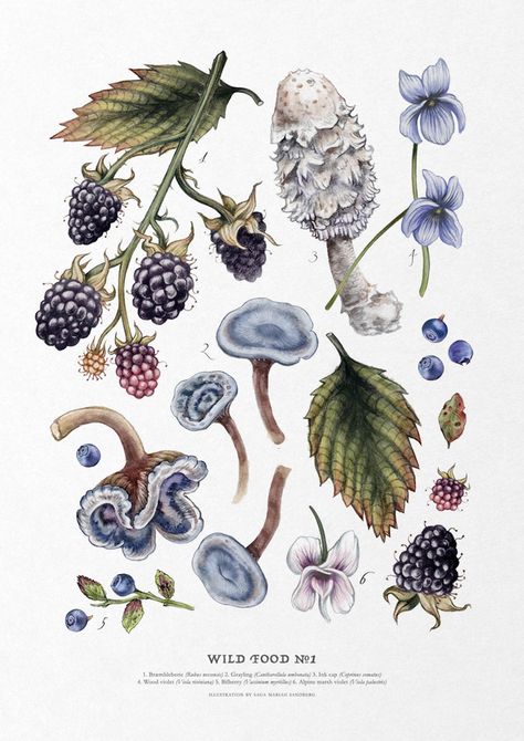 Saga Mariah's Flora & Fungi Shop – Saga Mariah Shop Forest Flowers Drawing, Wild Berries, Botanical Print, Shaggy Ink Cap Mushroom, Nature Poster, Botanical Mushroom, Forest Plants Illustration, Aesthetics List, Mushroom Garden Illustration