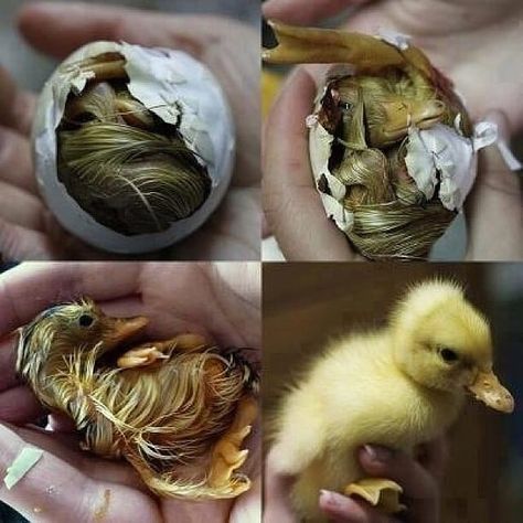 Instagram post by Amazing Animals • Jul 30, 2020 at 1:57am UTC Duck Hatching, Tiny Creatures, Natural Baby, Welcome Baby, Amazing People, Life Cycles, Cuteness Overload, Frogs, Kid Stuff