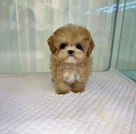 #TrainedMaltipoos for sale near Teacup Maltipoo For Sale, White Maltipoo, Maltipoo Breeders, Teacup Maltipoo, Maltipoo Puppies For Sale, Maltipoo Puppies, Cute Teacup Puppies, Puppies Near Me, Sheep Dog