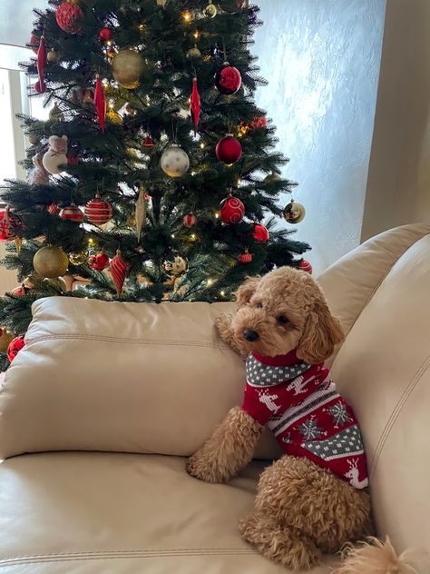 Dog Christmas Aesthetic, Christmas Picture With Dog, Christmas Mood Aesthetic, Puppy Christmas Pictures, Maltipoo Christmas, Christmas Dog Pictures, Golden Doodle Christmas, Poodle Christmas, Dog Christmas Pictures